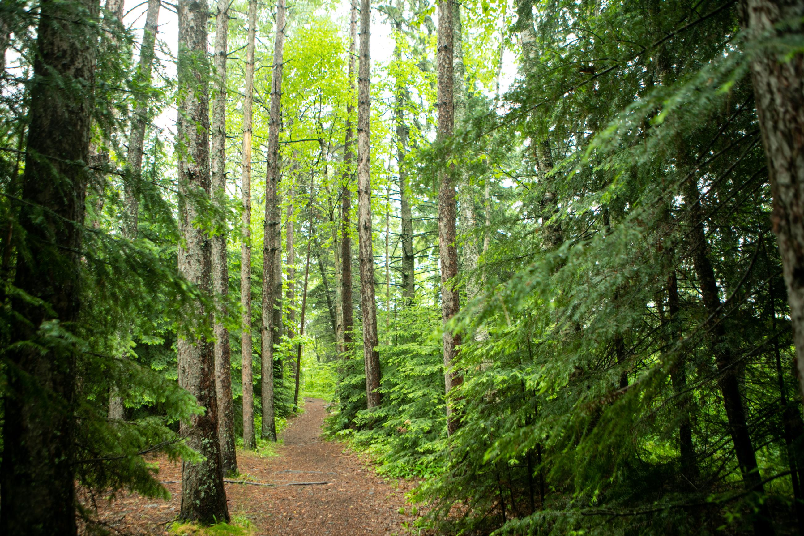 Hiking trails