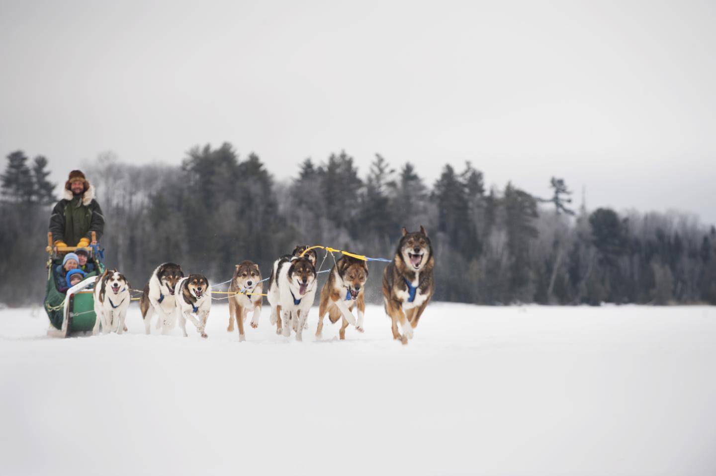 Dog sledding