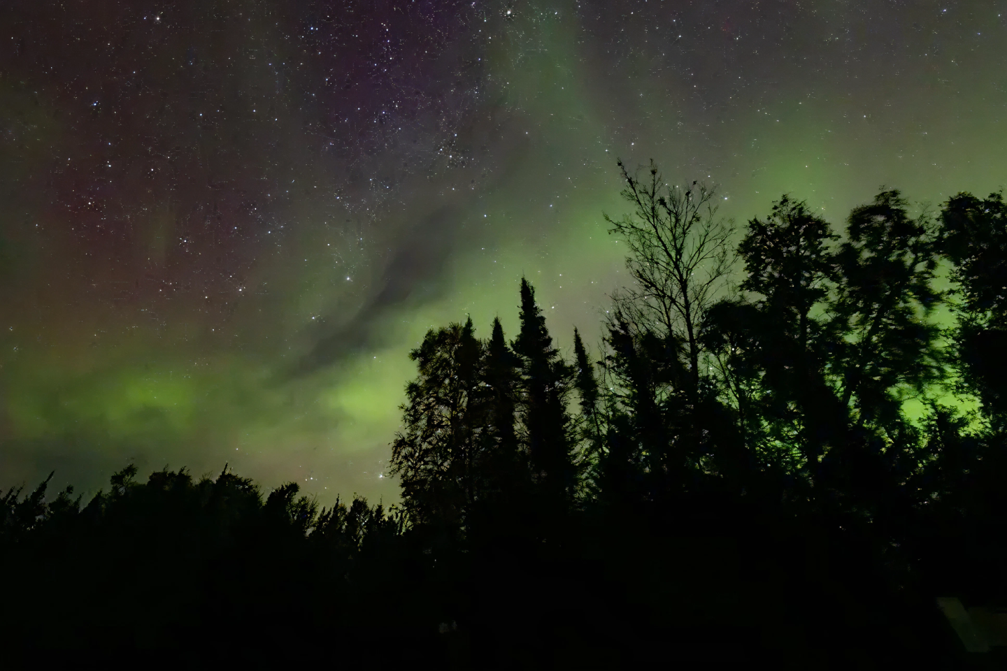 Northern lights above silhouettes of trees and a starry sky.