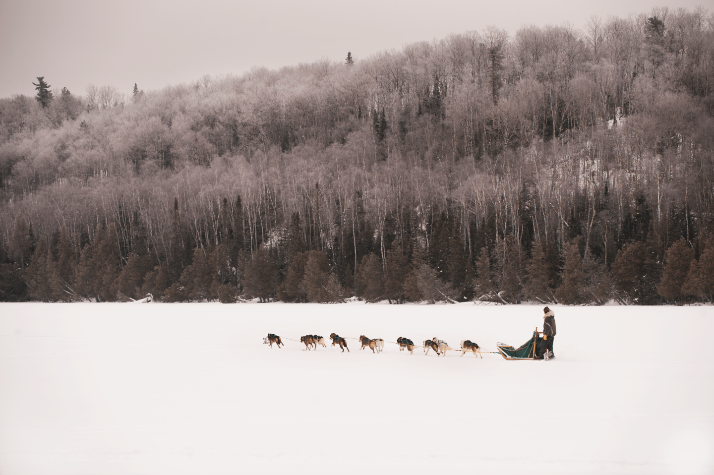 Dog sled team crosses snowy landscape with frosted trees.