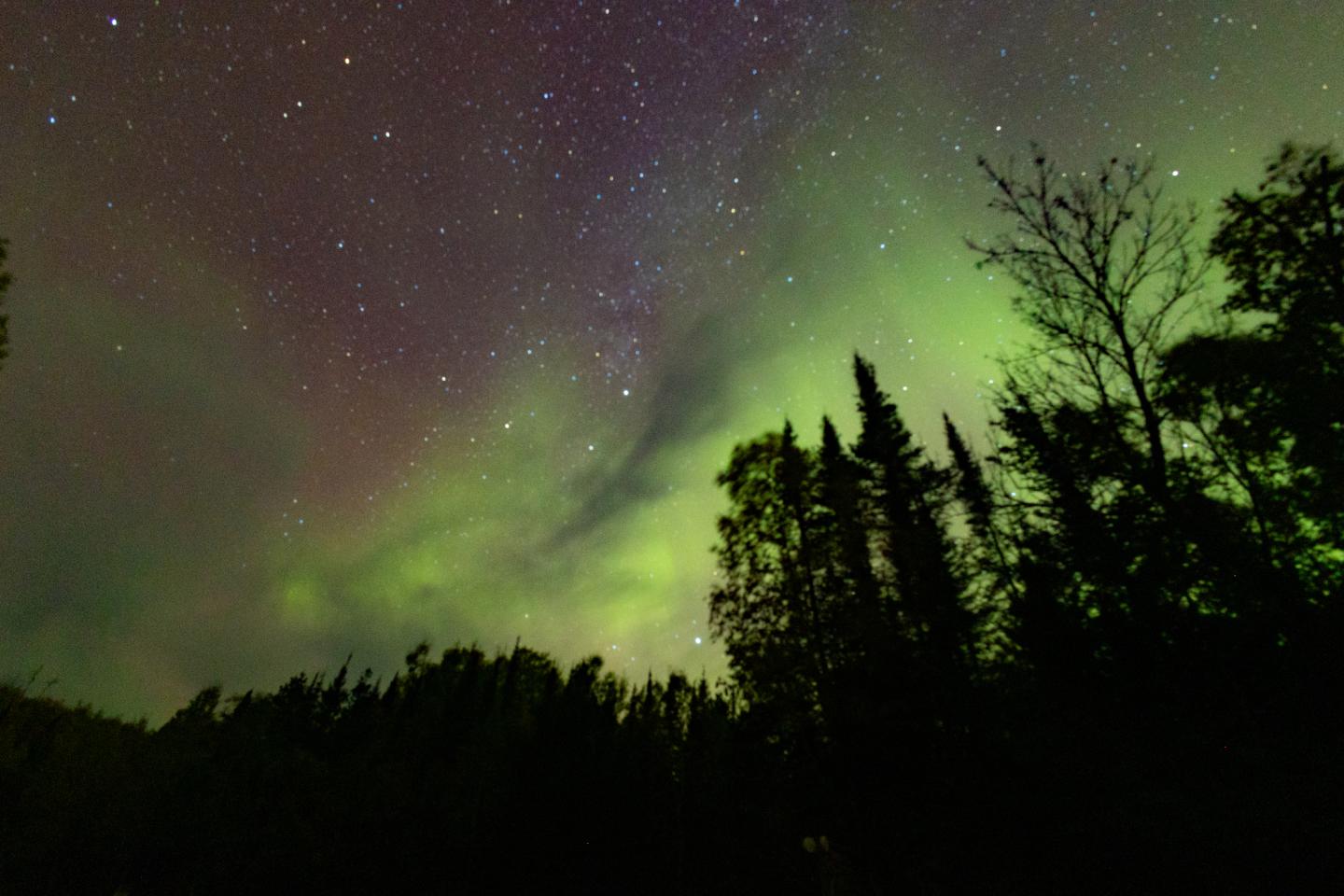 Aurora borealis with silhouetted trees under a starry sky.