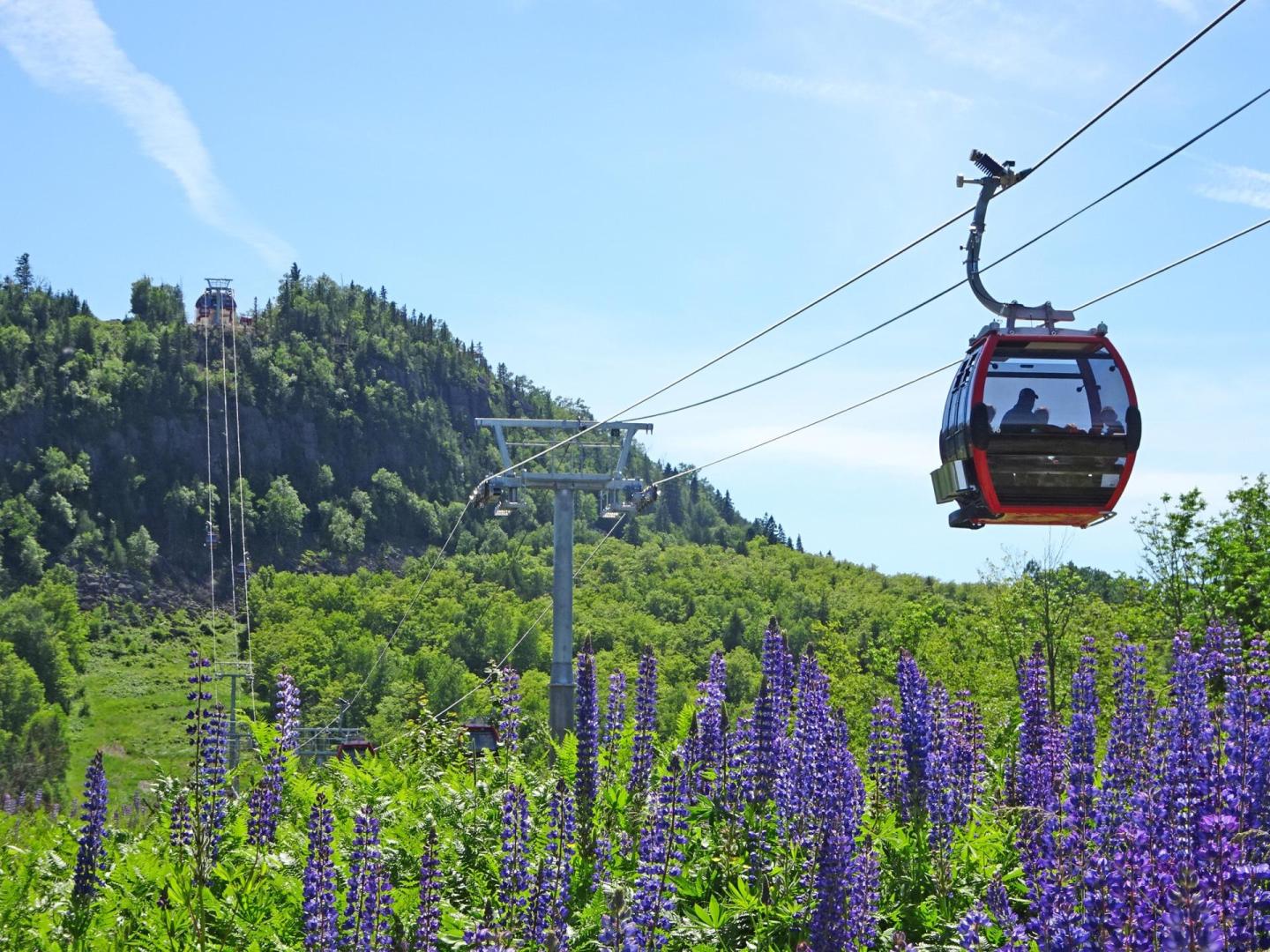 Cable car above purple flowers with green hills and a clear blue sky.