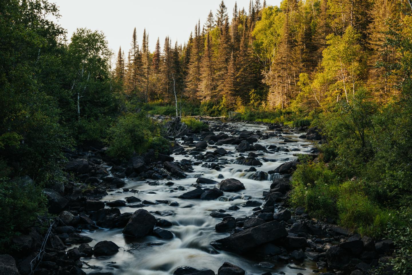 Flowing river through lush forest with evening light.