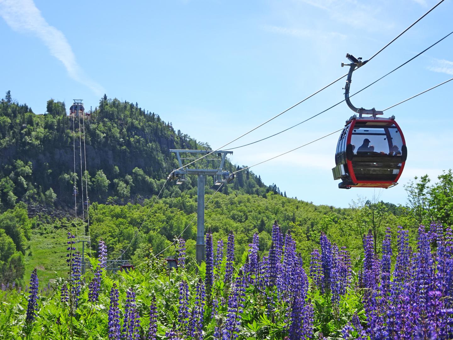 Cable car above a forested hill with purple flowers and blue sky.