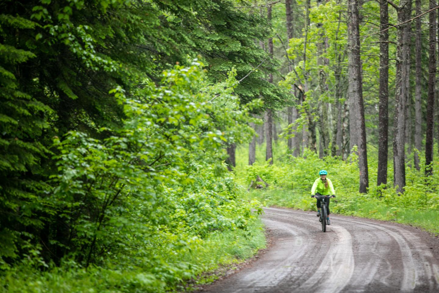 Cyclist on a forest trail surrounded by lush green trees.