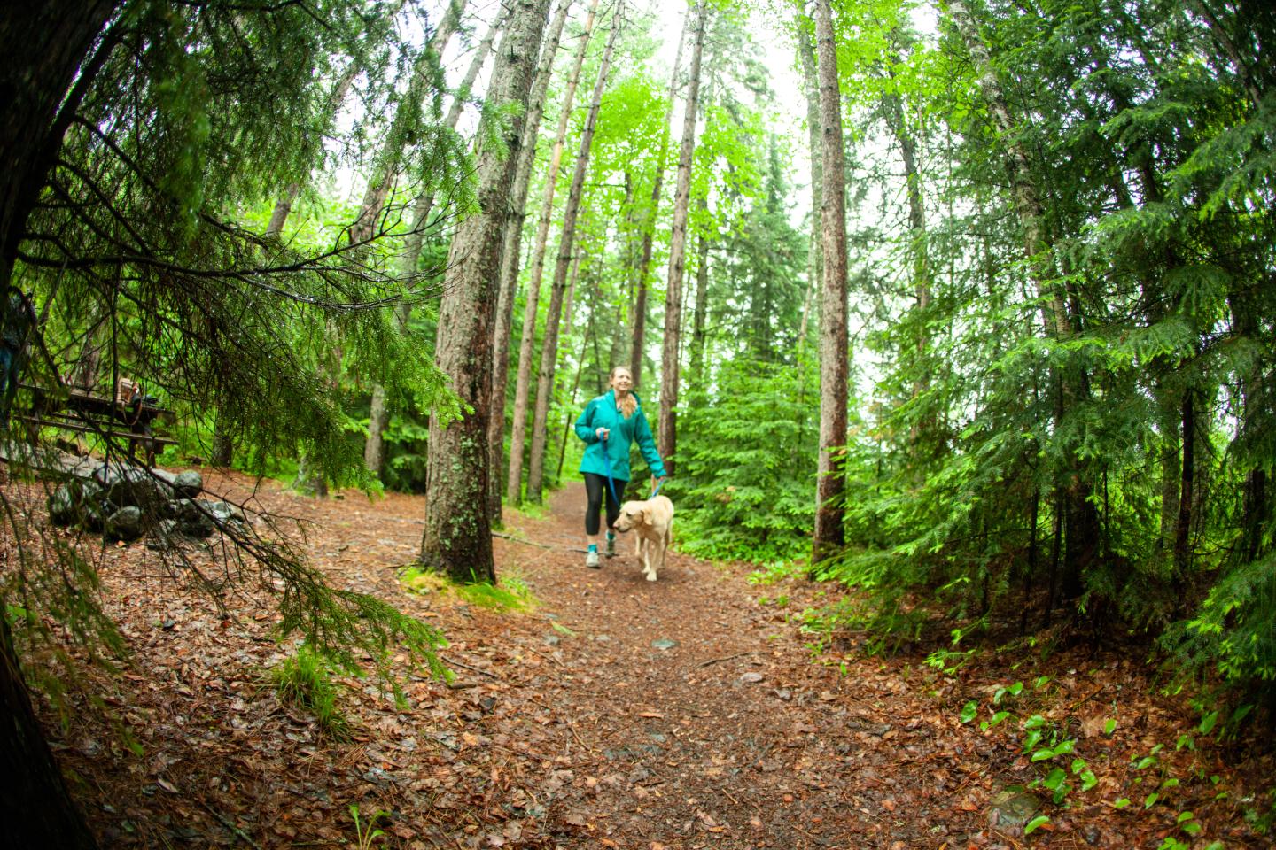 Person walking dog on a forest trail surrounded by tall green trees.